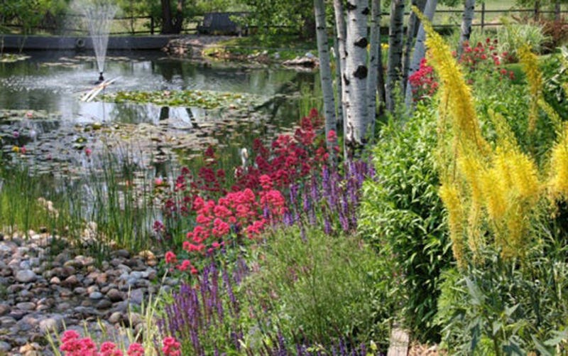 Wildscape Gardening With A Pond In Colorado