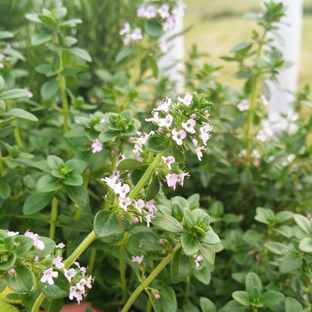 Doone Valley Lemon Thyme