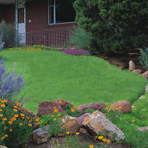 Buchloe dactyloides Legacy Grass Plugs, Buchloe dactyloides Legacy, Legacy Buffalo Grass Plugs