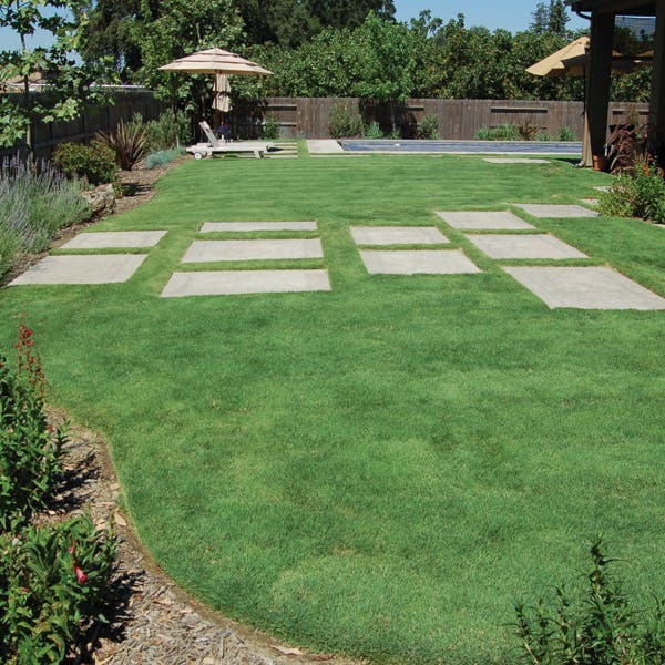 UC Verde® Buffalo Grass Plugs