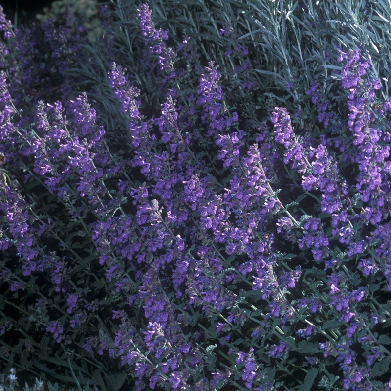 Nepeta x faassenii 'Walker's Low', Walker's Low Catmint