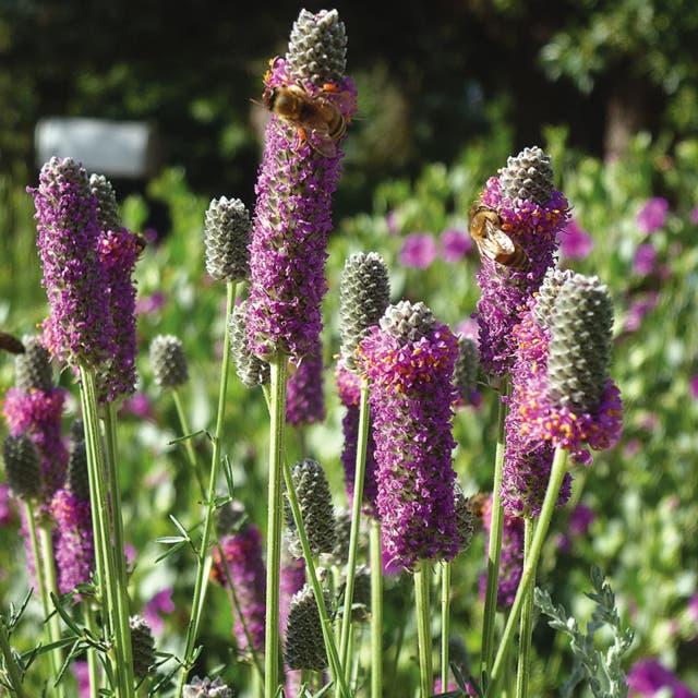 Purple Prairie Clover Seeds