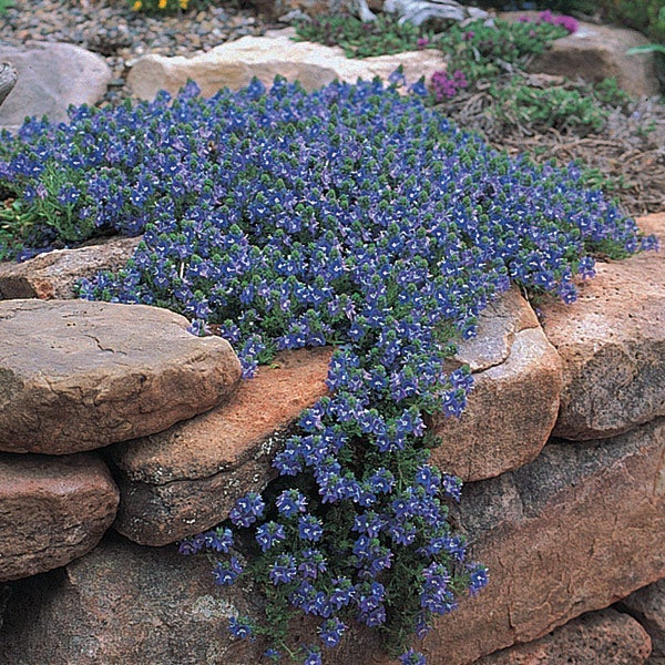 Blue Woolly Veronica (Veronica pectinata 'Blue Woolly')