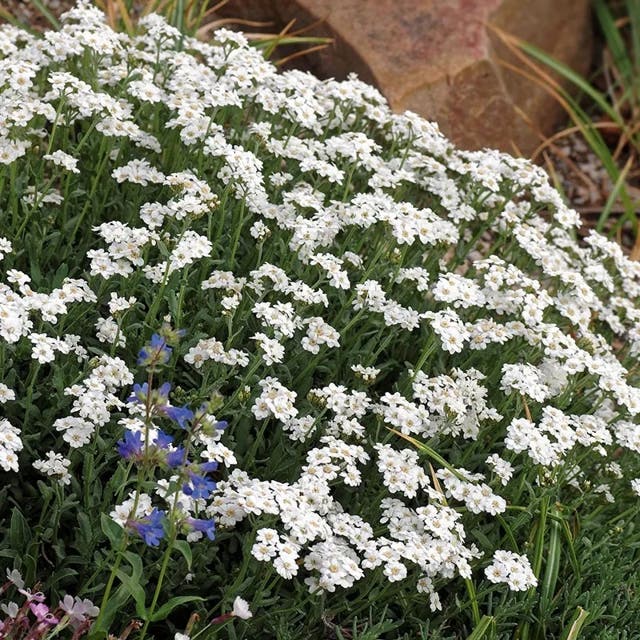 Greek Yarrow