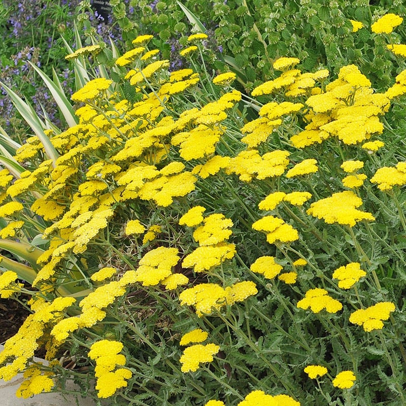 Moonshine Yarrow (Achillea 'Moonshine')