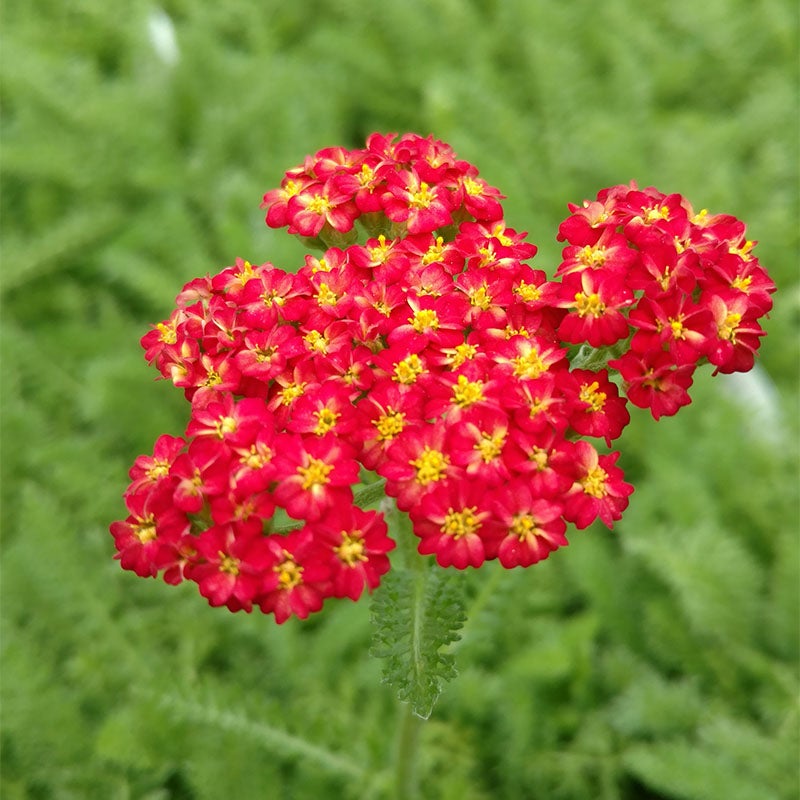 Red Velvet Yarrow (Achillea Red Velvet)