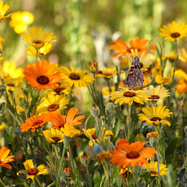 African Daisy Seeds