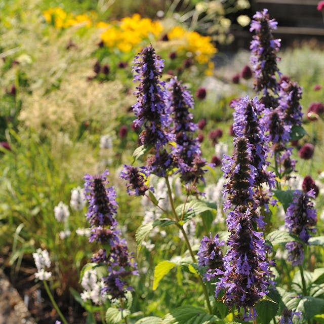 Black Adder Agastache