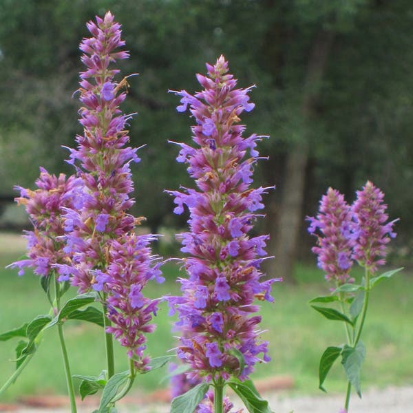 Blue Blazes Agastache