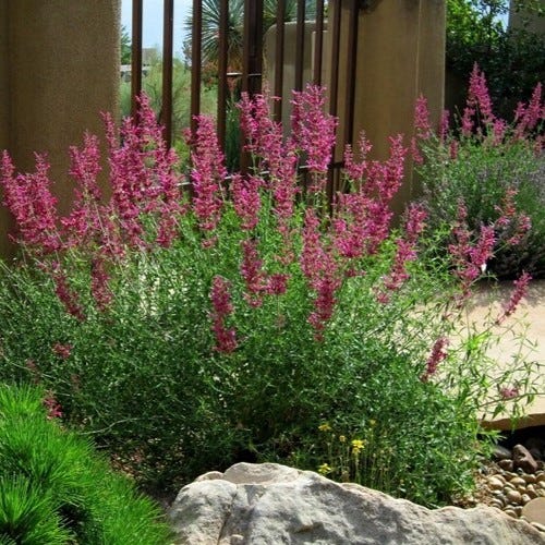 Agastache cana 'Rosita' shown in David Salman's home garden