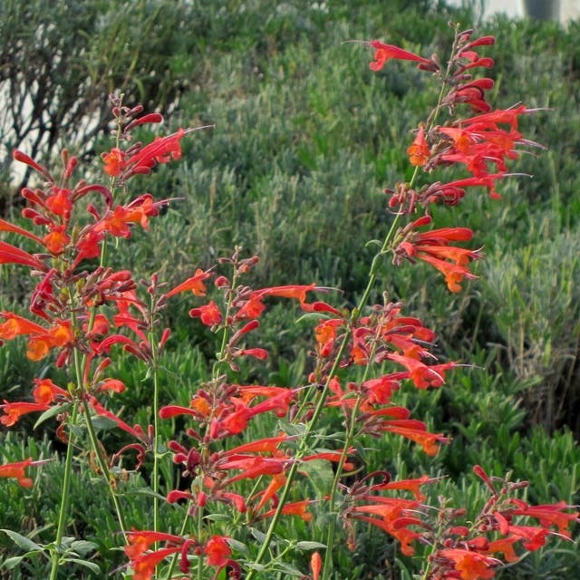 Coronado® Red Agastache