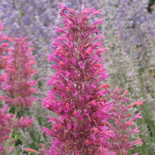 Desert Sunrise® Agastache