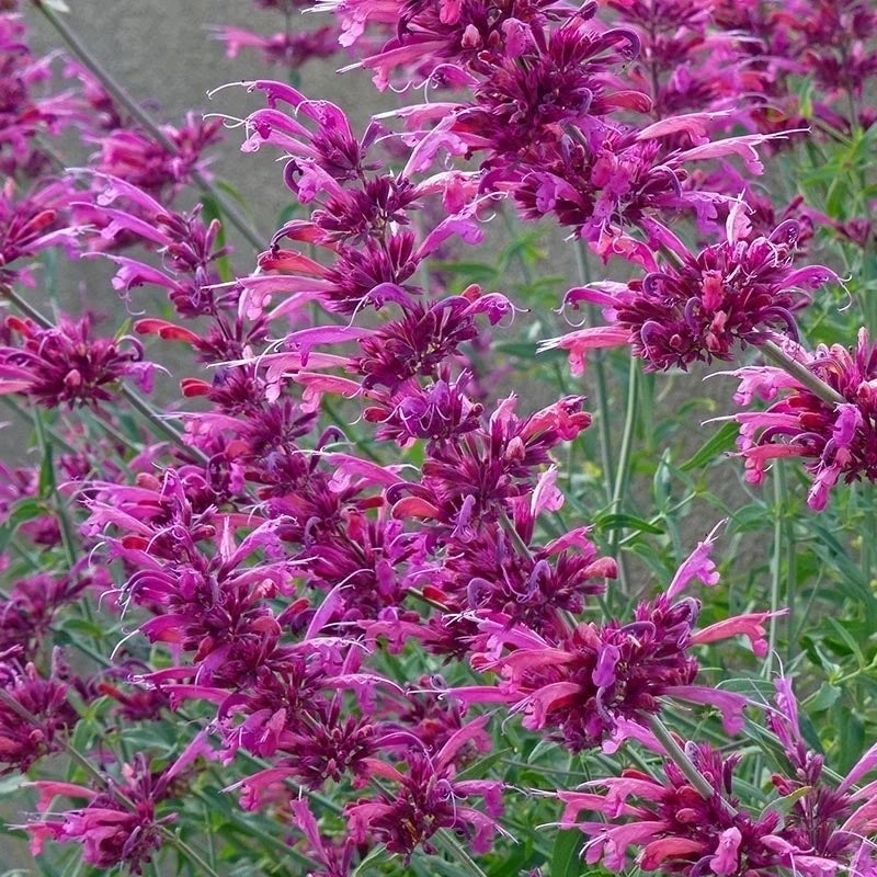 Fall Fiesta Agastache (Agastache x 'Fall Fiesta')