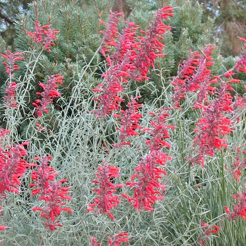 Glowing Embers® Agastache (Agastache rupestris)