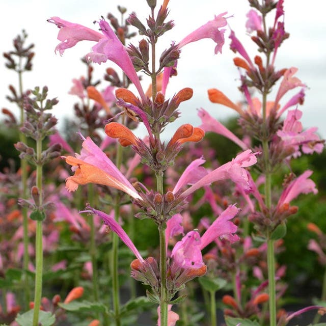 Kudos™ Ambrosia Agastache