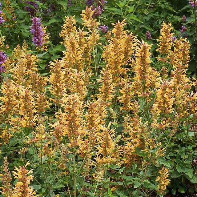 Kudos™ Gold Agastache