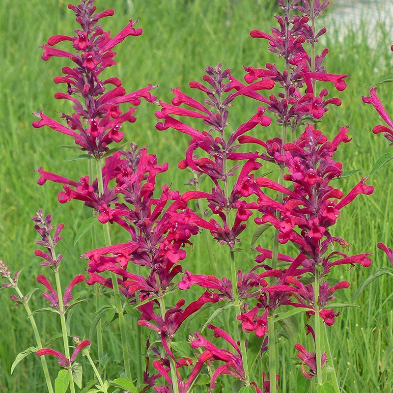 Red Happiness Agastache  (Agastache x 'Red Happiness')