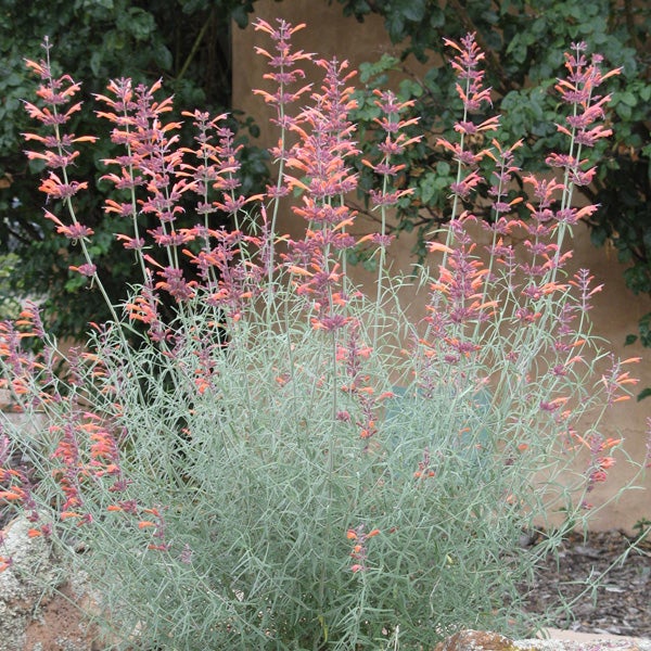 Pink and Orange and Silver Agastache rupestris, Agastache rupestris, Licorice Mint or Sunset Hyssop