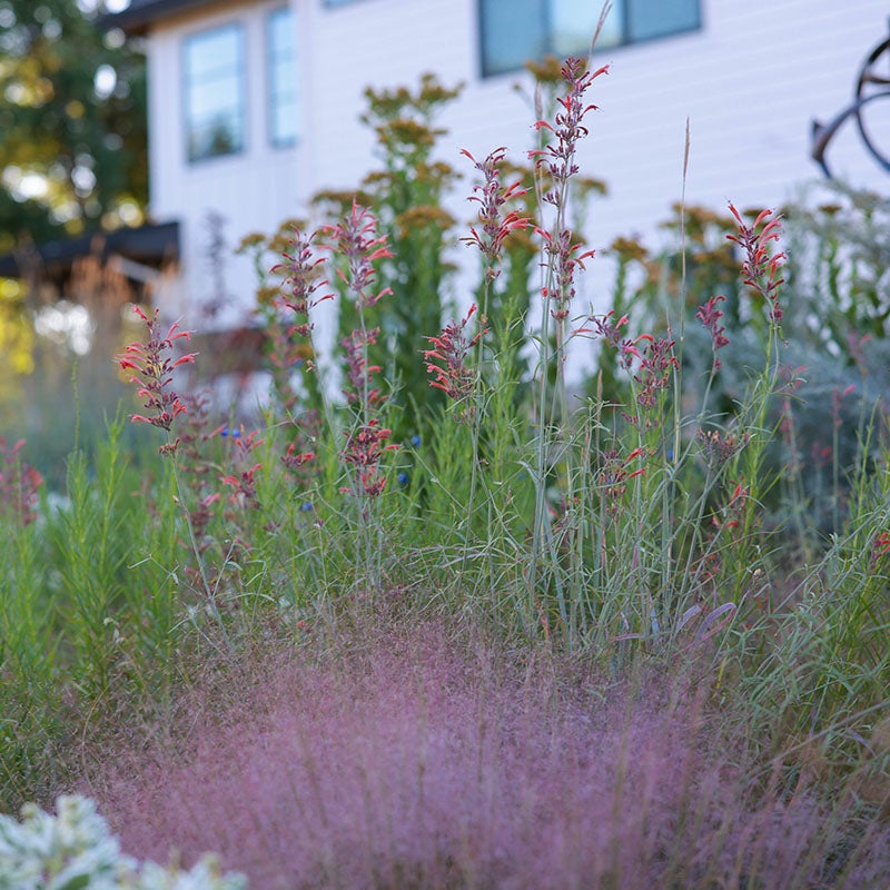 Agastache rupestris