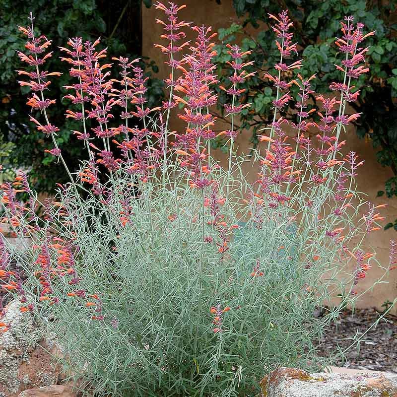 Agastache rupestris