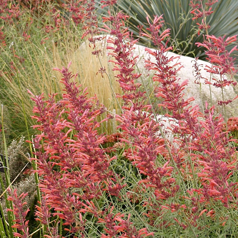 Agastache Rupestris, Photo Courtesy of Plant Select