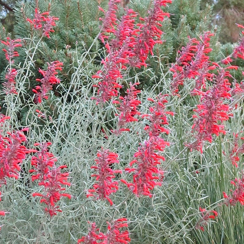 Glowing Embers® Agastache (Agastache x Glowing Embers®)