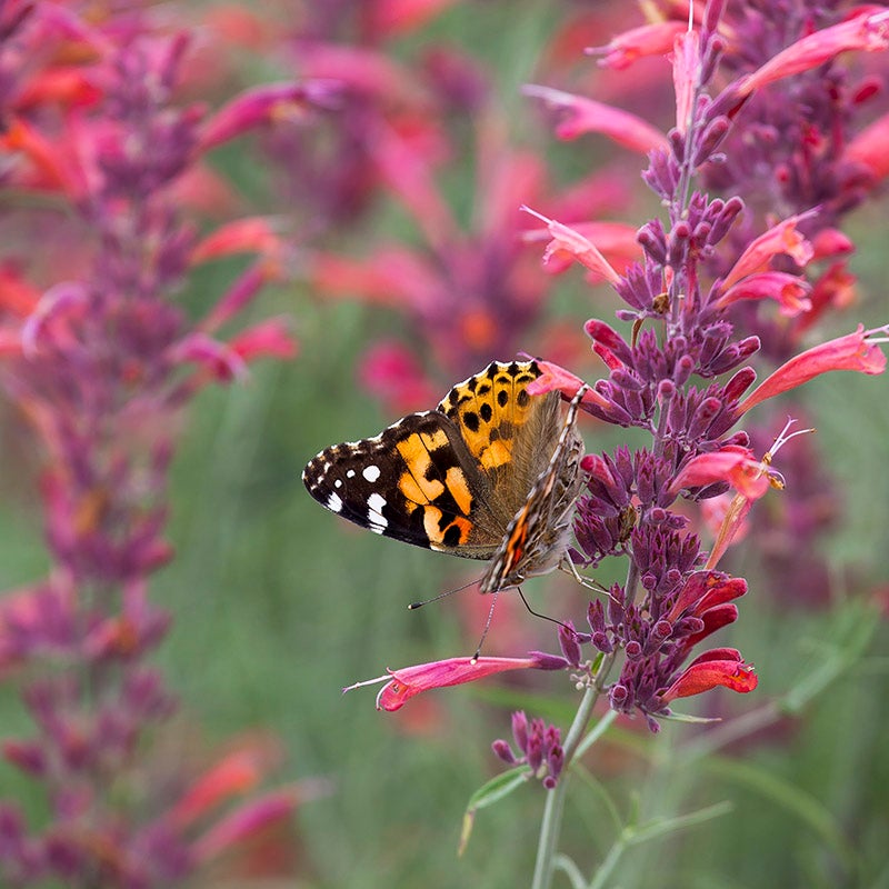 Pink and Orange and Silver Agastache rupestris, Agastache rupestris, Licorice Mint or Sunset Hyssop