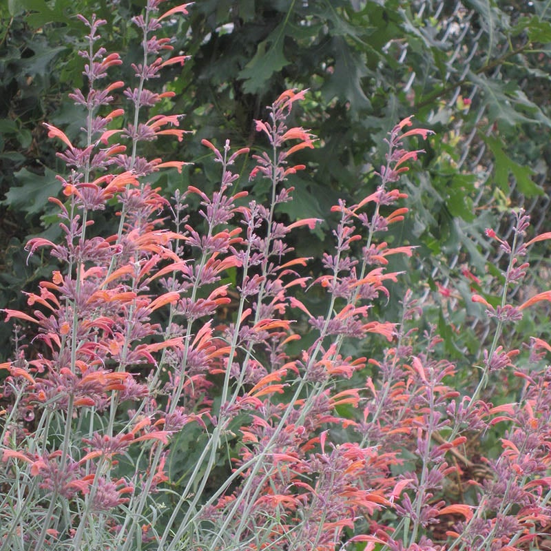 Agastache Rupestris