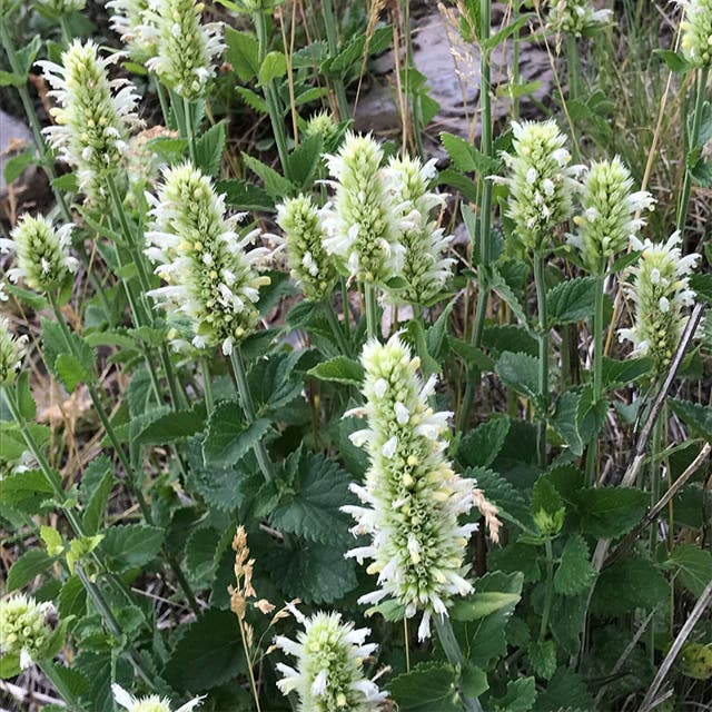 FlowerKisser® Arizona Snow Agastache