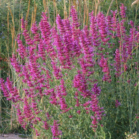 Ava Agastache