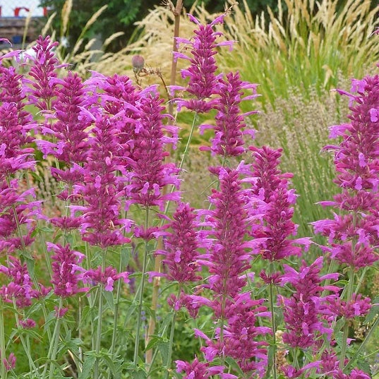 Agastache x 'Ava' (Hummingbird Mint)