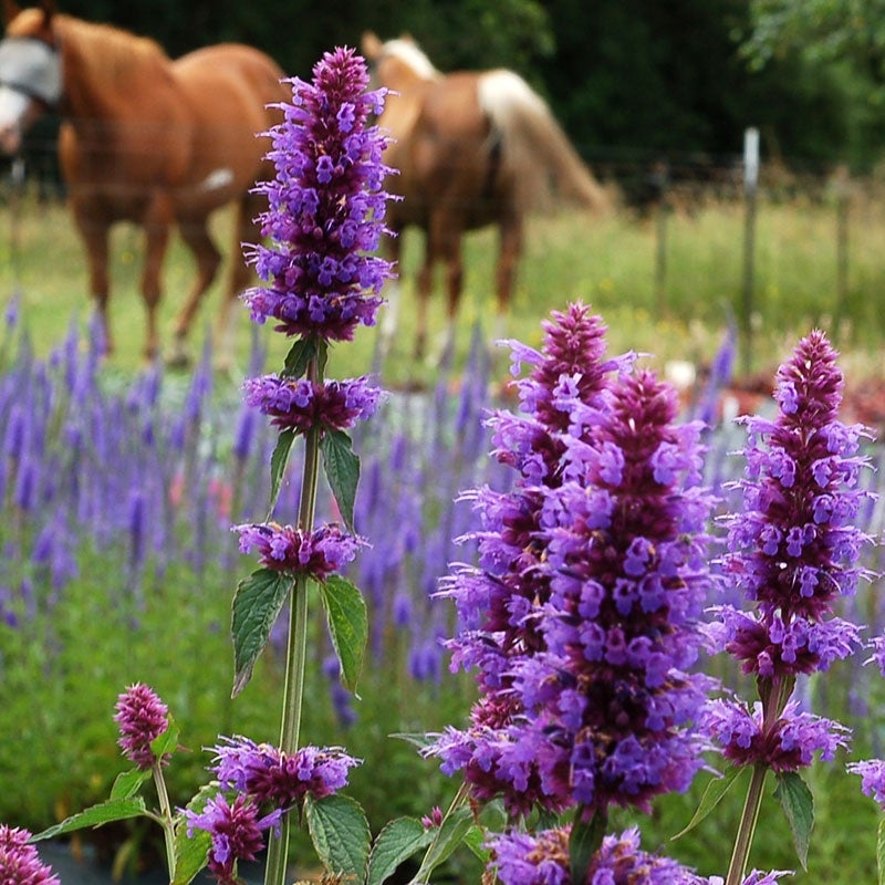 Agastache Blue Boa Photo courtesy of TERRA NOVA® Nurseries, Inc. 