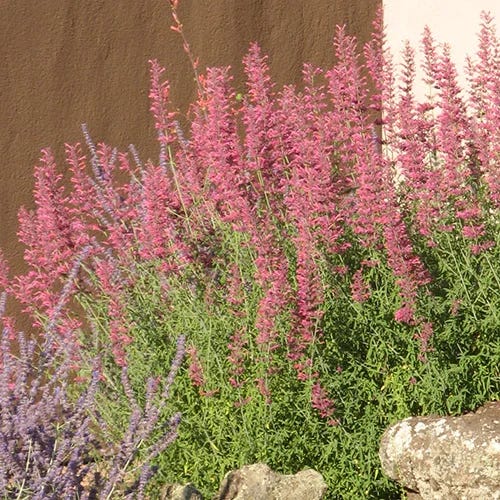 Agastache 'Desert Sunrise'