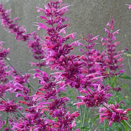 Agastache 'Fall Fiesta'