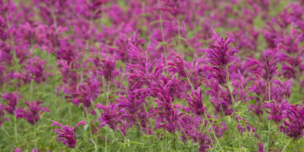 mass planting of Agastache