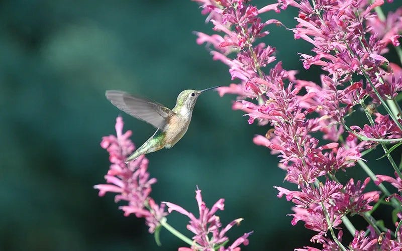 A hummingbird sips nectar from an agastache flower