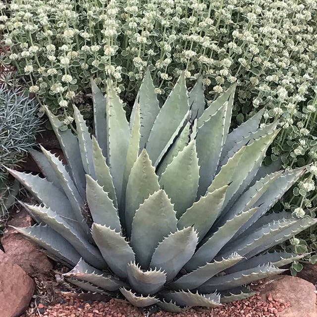 Parry's Century Plant (Agave)