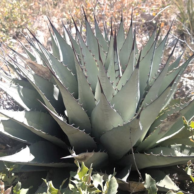 New Mexico Century Plant (Agave)