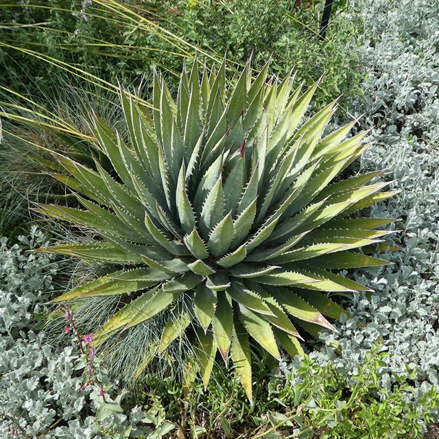 Utah Century Plant (Agave)