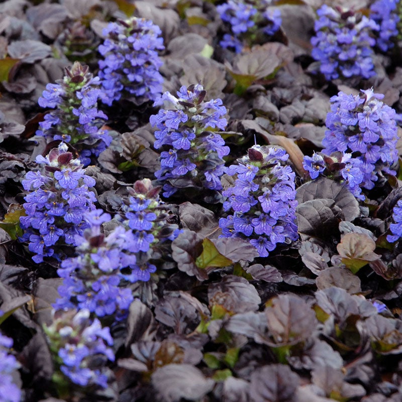 Black Scallop Ajuga (Ajuga reptans 'Black Scallop')