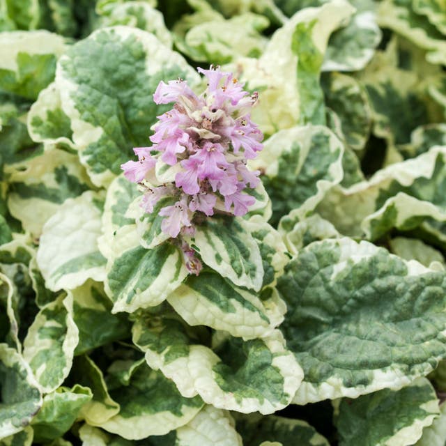 Pink Lightning Ajuga