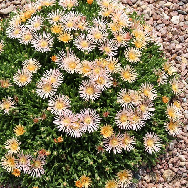 Alan's Apricot Ice Plant