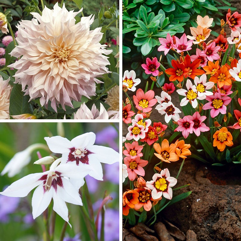 Allergy Friendly Flower Bulb Collection