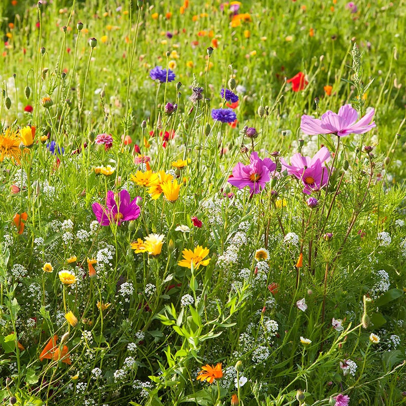 Dry Area Wildflower Seed Mix, Alyssum, Cosmos, Coreopsis, Red Poppy