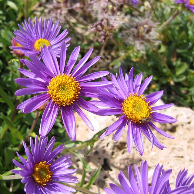 Dwarf Alpine Aster