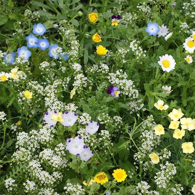 Alternative Lawn Wildflower Seed Mix