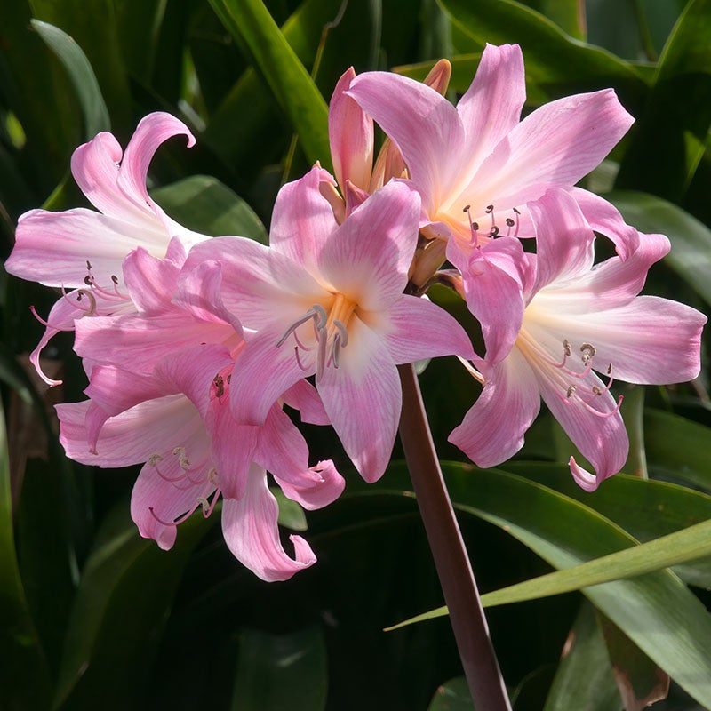 Naked Lady Lily (Amaryllis Belladonna)