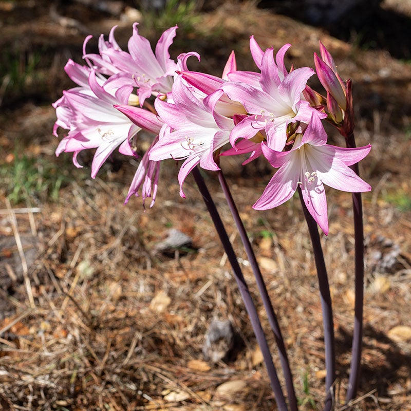 Naked Lady Lily (Amaryllis Belladonna)