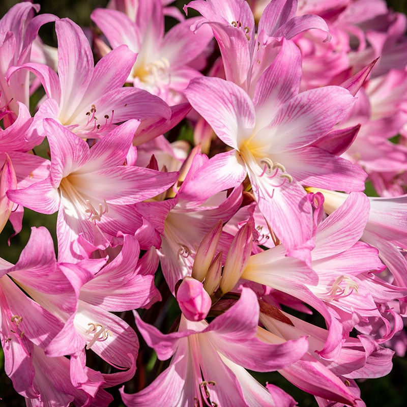 Naked Lady Lily (Amaryllis Belladonna)