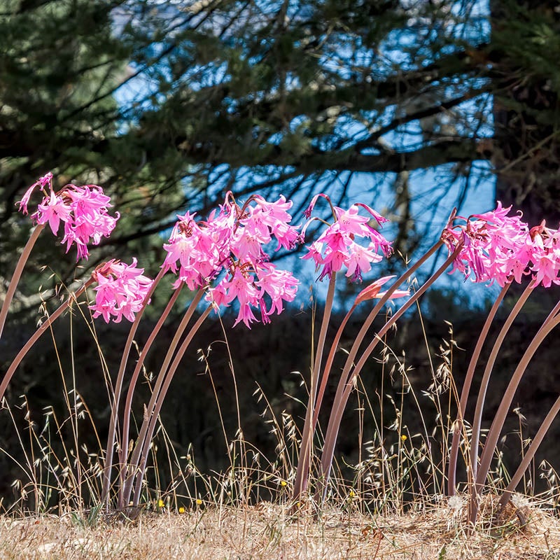 Naked Lady Lily (Amaryllis Belladonna)